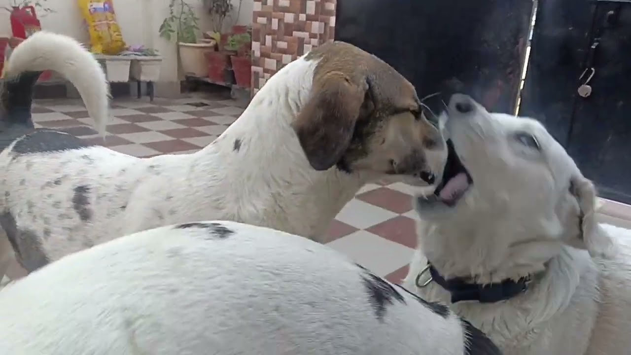 Naya dost aya🐕‍🦺🐕🦮🐶🐾