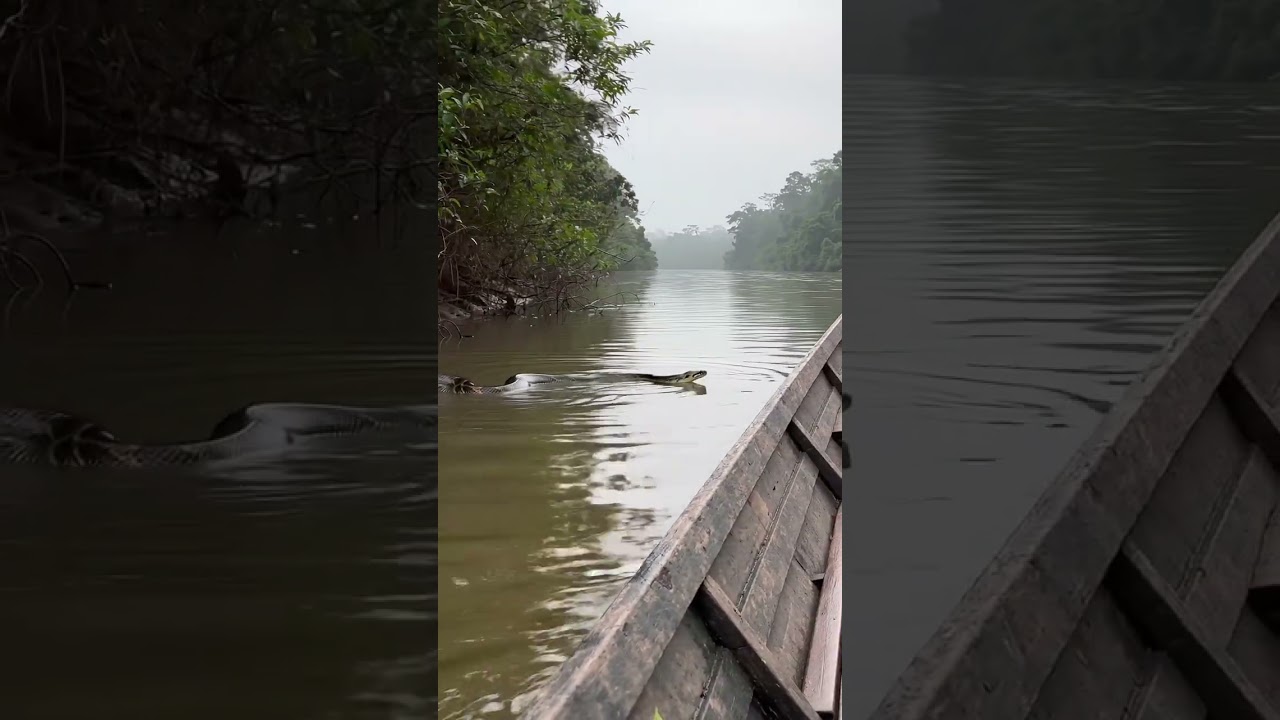 🐍 MASSIVE ANACONDA APPEARS NEAR MY BOAT (Amazon River) #shorts