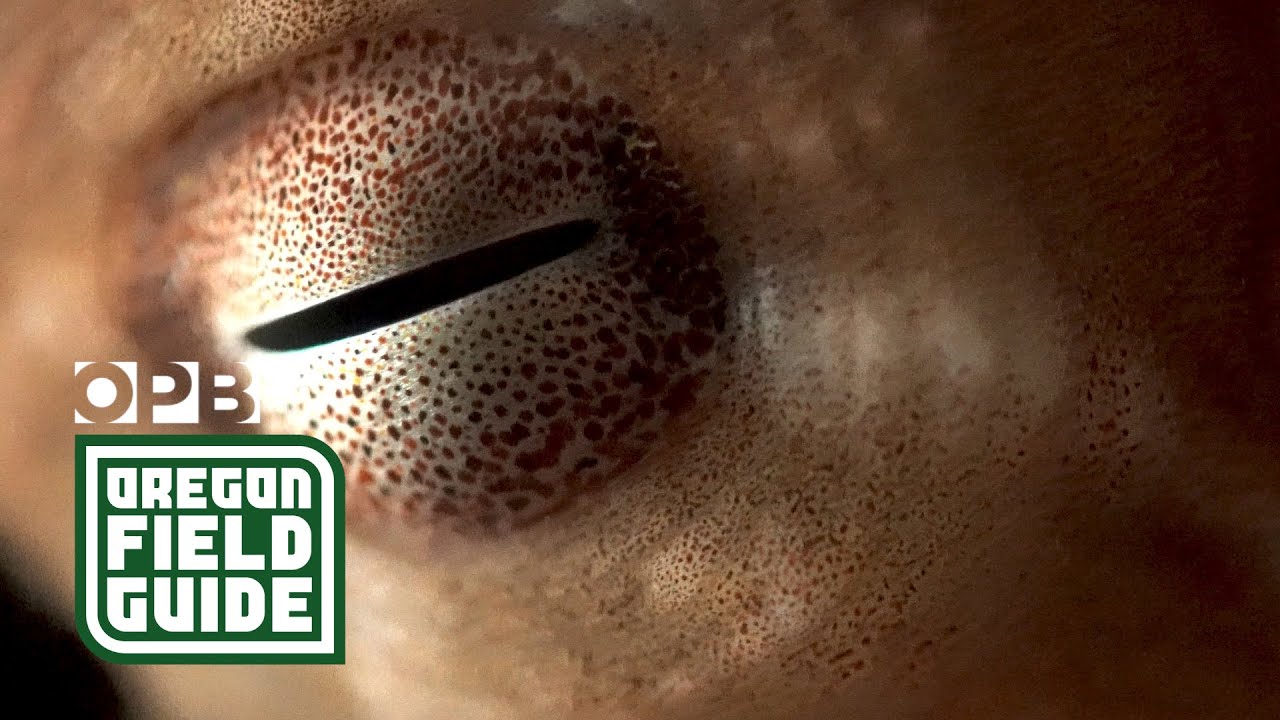 Look to the octopus to understand how aliens might think | Oregon Field Guide