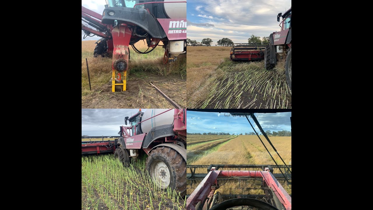 Canola Windrowing 2022 = Very Challenging | Miller Nitro 4275 Wheel Motor | Bogged...
