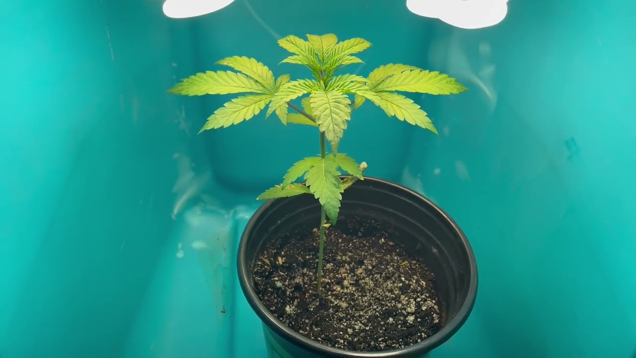 25 DAYS UNDER A CFL BULB AND THIS HAPPENED !