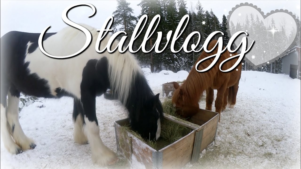 Fångar en mattjuv!  - vlogg 12:e Januari