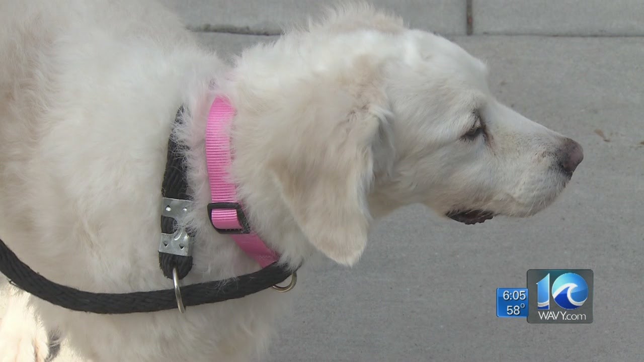 Dog abandoned at Va. Beach park