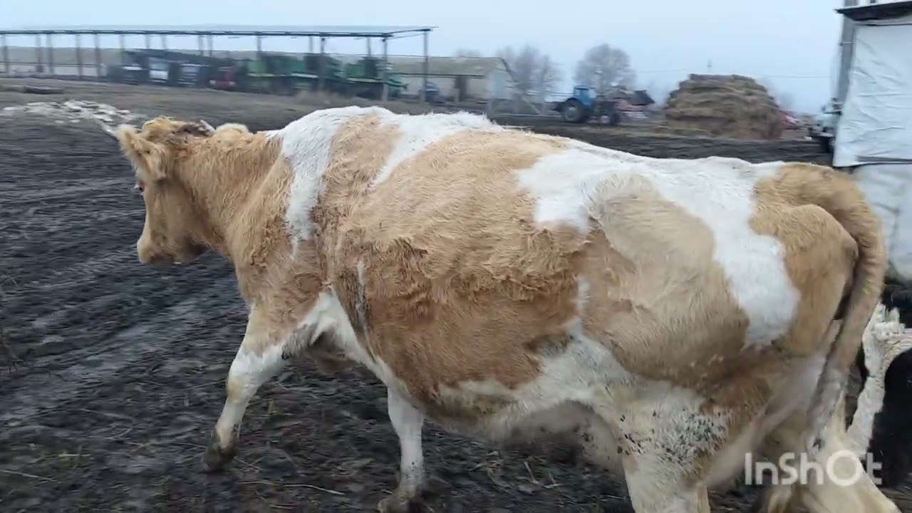 Ждём отел от двух коров. Кто первый Вишня или Черника.?