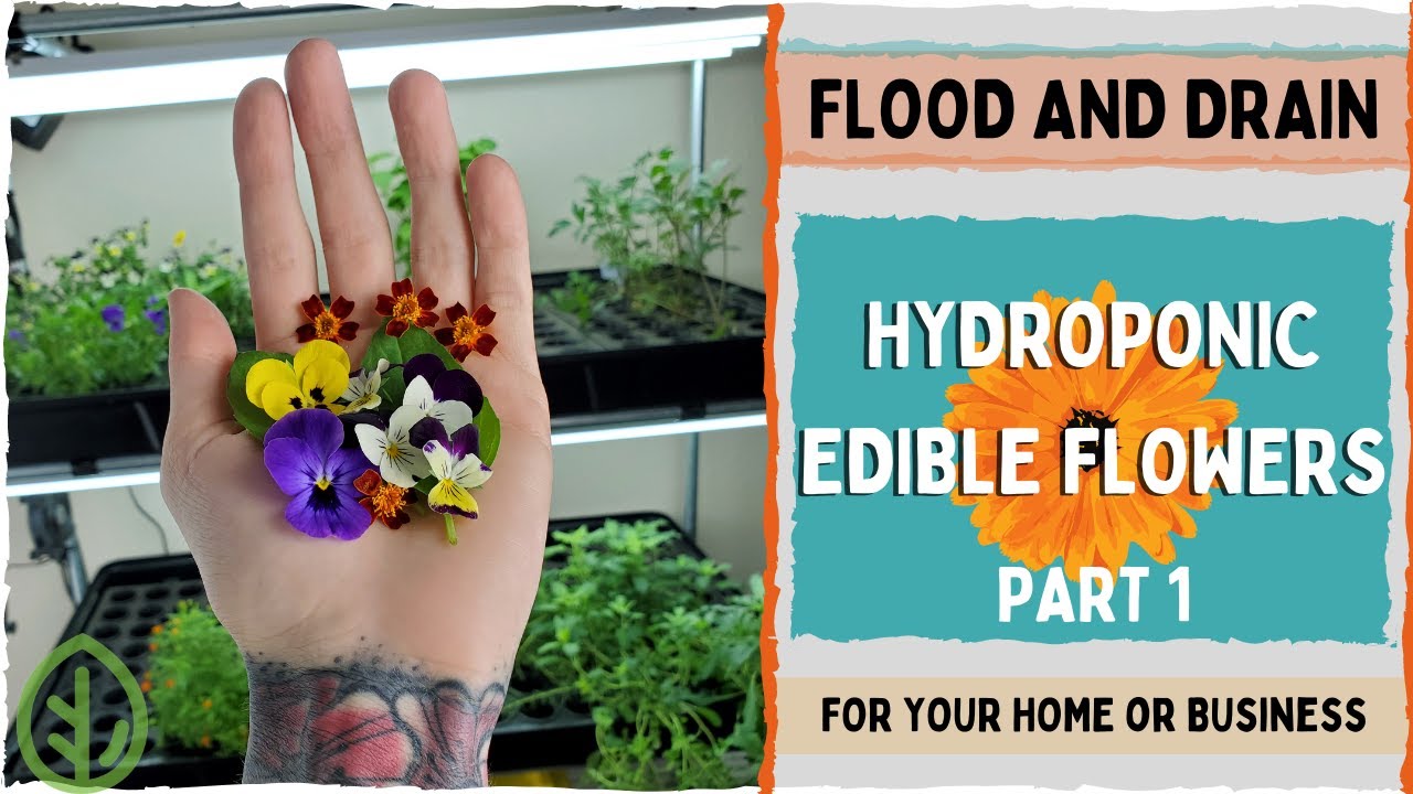 Growing Hydroponic Edible Flowers in a DIY Flood & Drain System &mdash; Part 1 Setup