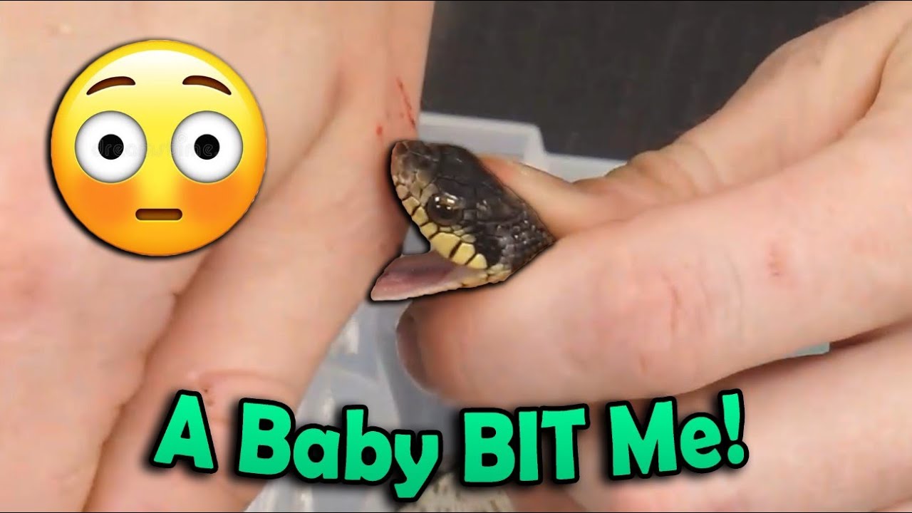 MORE Madagascar Giant Hognoses Hatching!