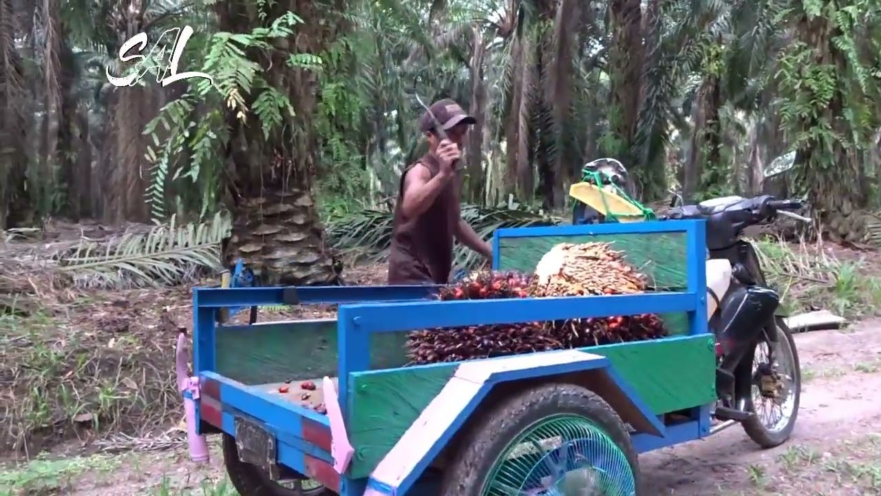 Modifikasi Motor Untuk Pengangkut Buah Sawit