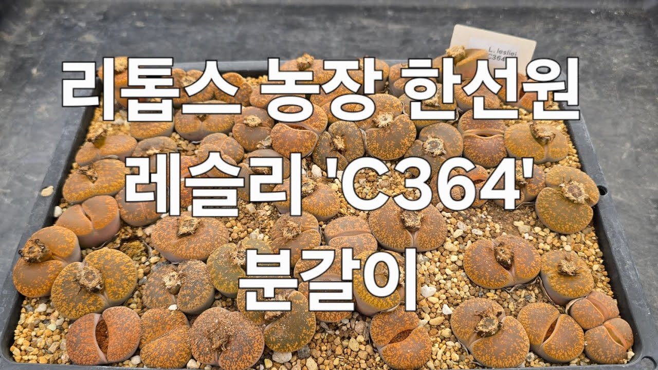 리톱스 농장 한선원 #다육식물 #다육 #다육이 #다육이키우기 #리톱스 #다육이화분 #리톱스키우기 #아프리카식물 #반려식물 #다육이 #다육화분 