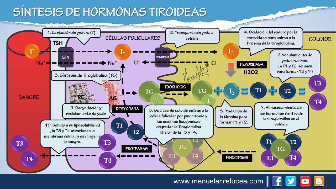 S&Iacute;NTESIS DE HORMONAS TIROIDEAS