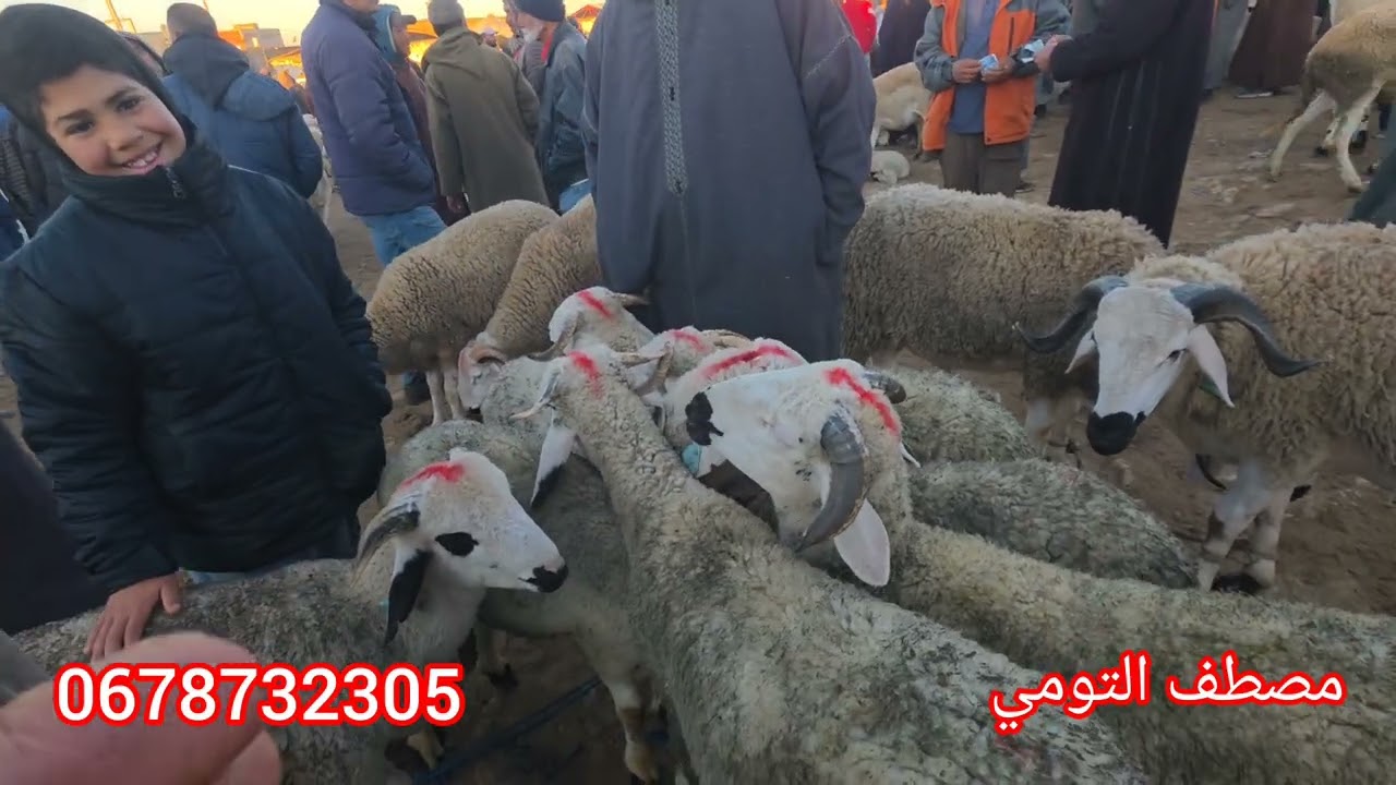 مباشرة من سوق ثلات أولاد فارس