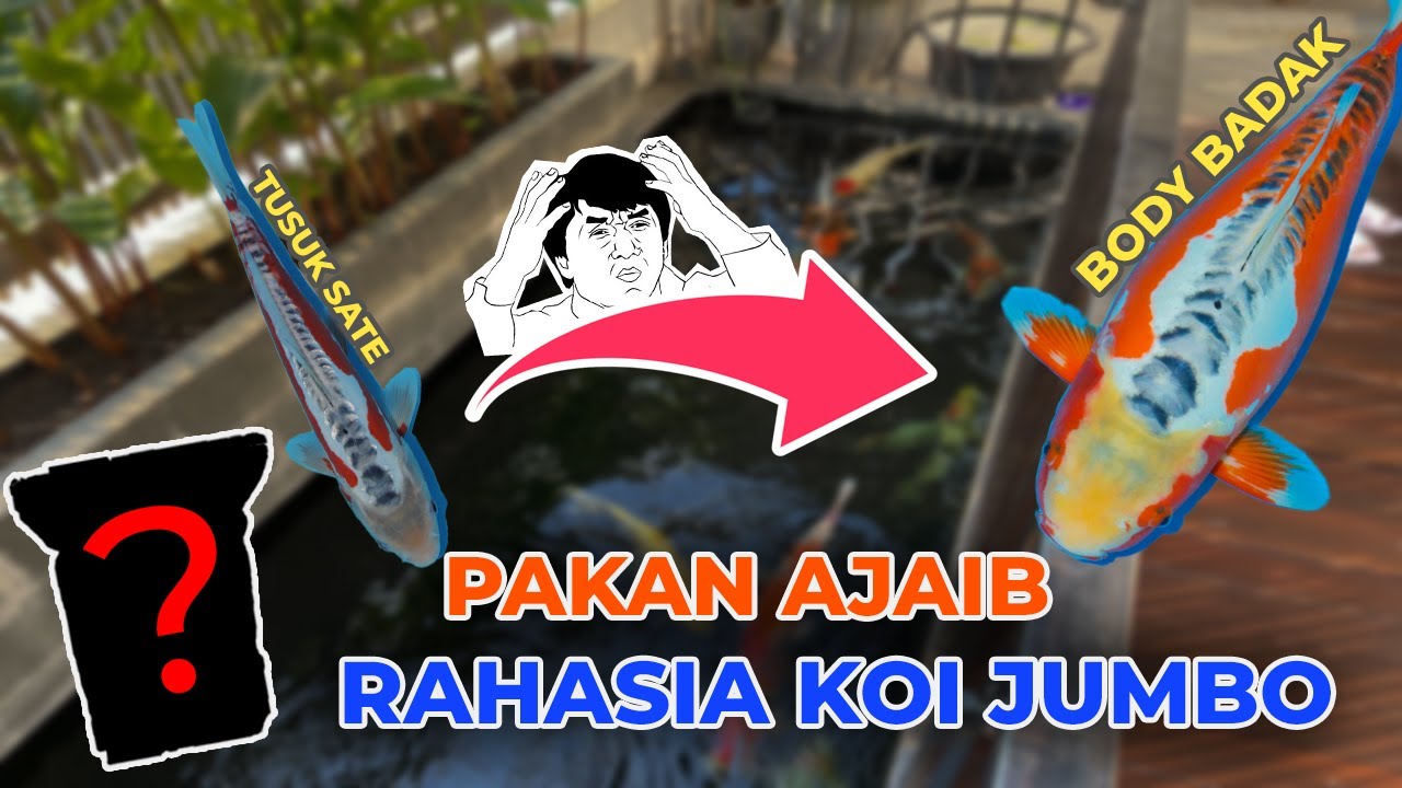 SADIS!! CUMA 3 BULAN KOI AUTO JUMBO | REVIEW PAKAN GROWTH YANG BUAT IKAN BULKY