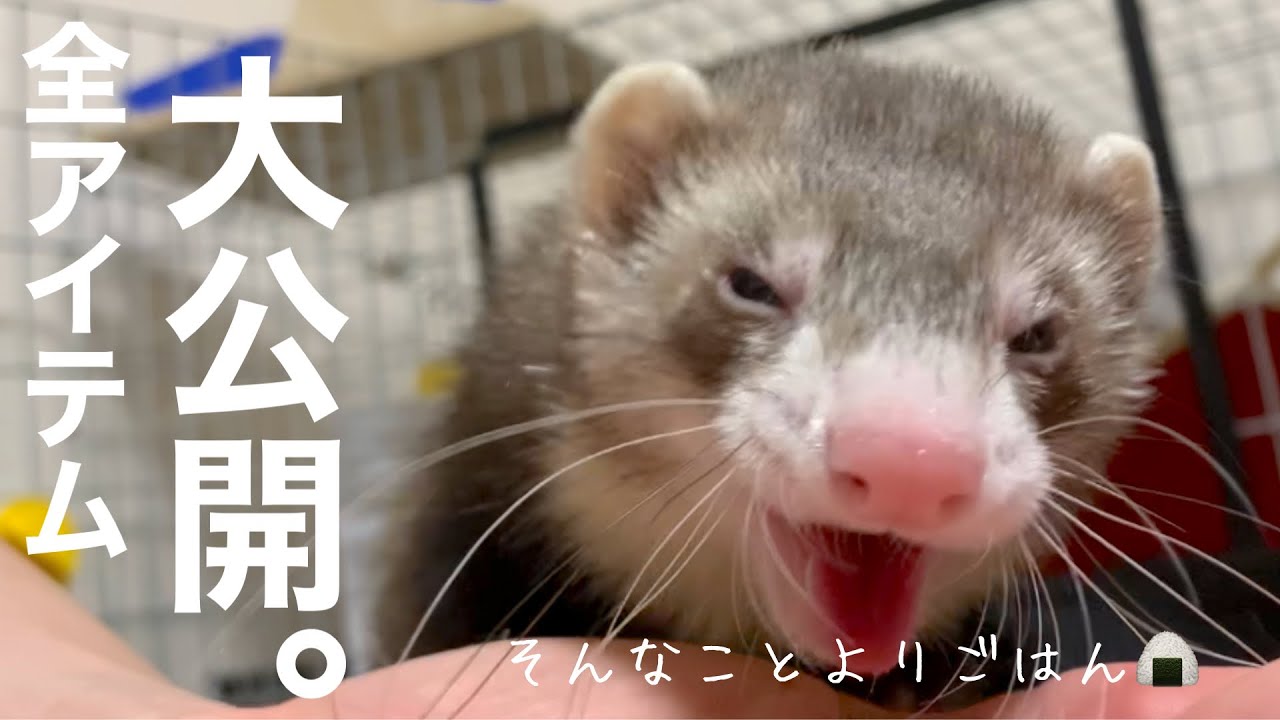 フェレット飼育に必要なモノ【ふうちゃんver.】