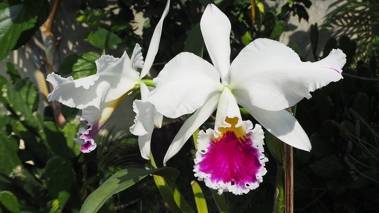 Cattleya labiata - Orchideen erfolgreich pflegen