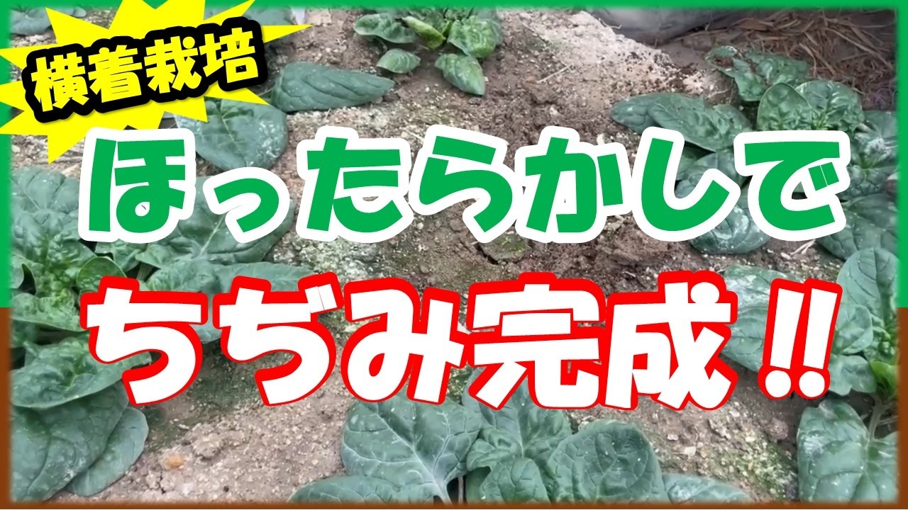 【横着栽培】ちぢみほうれん草の収穫　寒さに任せただけのちぢみほうれん草を収穫します