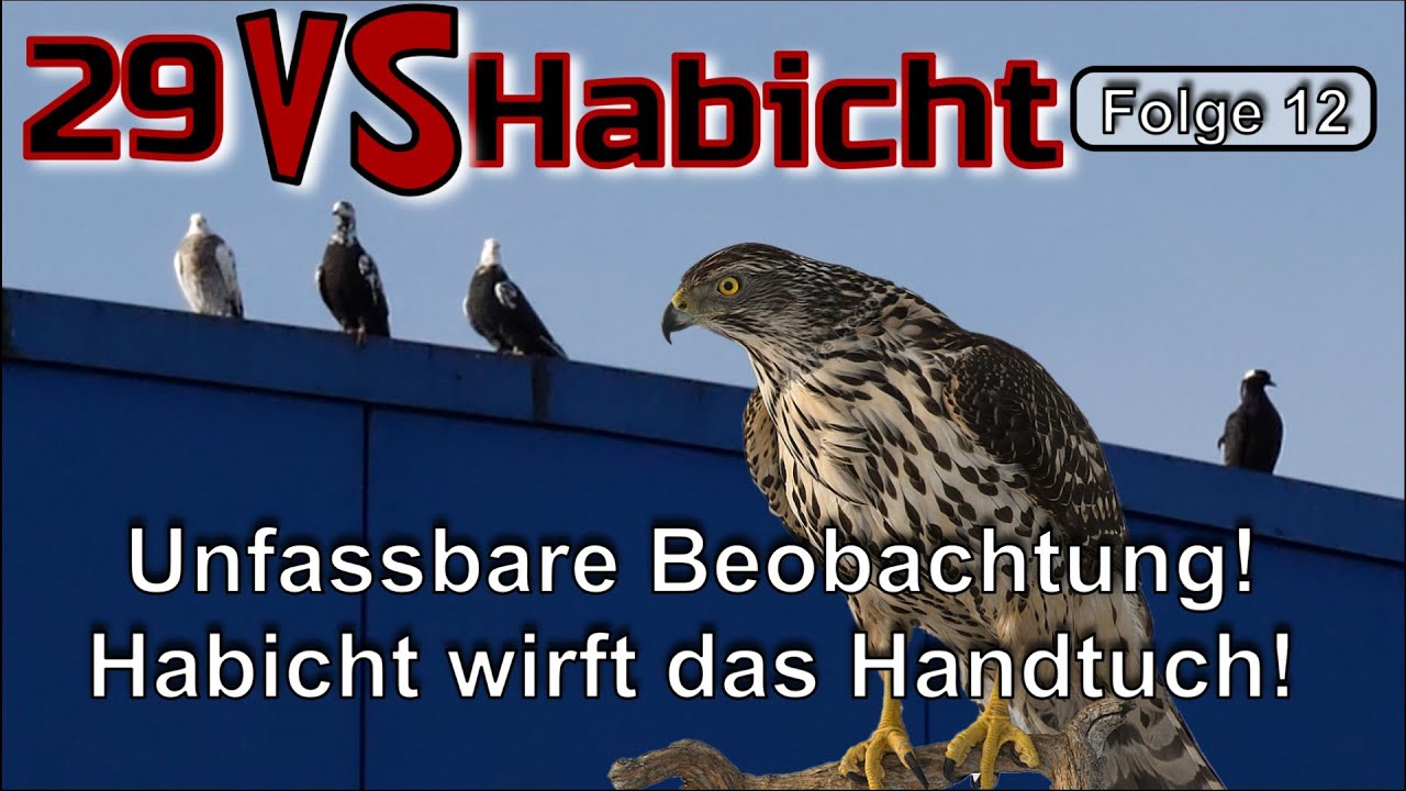 Rassetauben beweisen: Sie sind keine leichte Beute f&uuml;r den gef&auml;hrlichen Habicht!