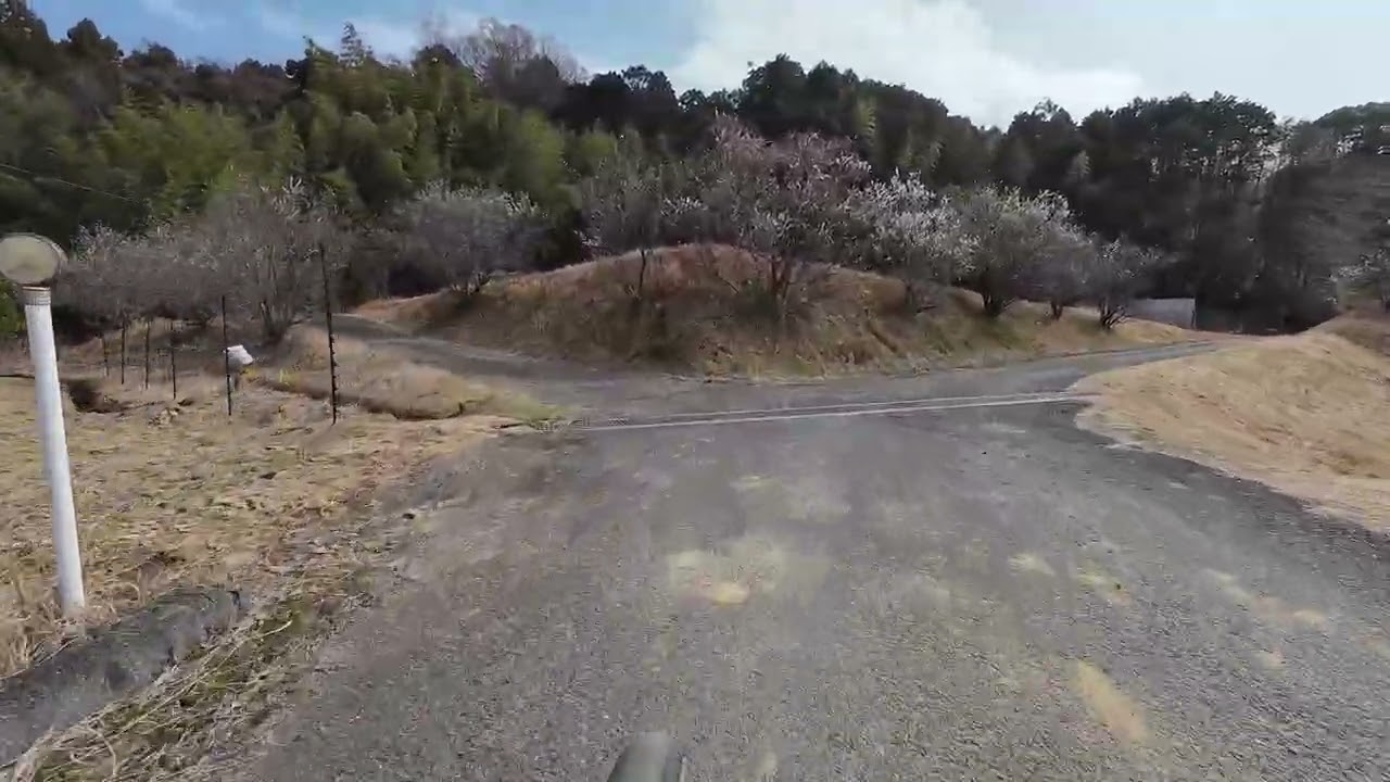飛鳥の梅散ってるかな