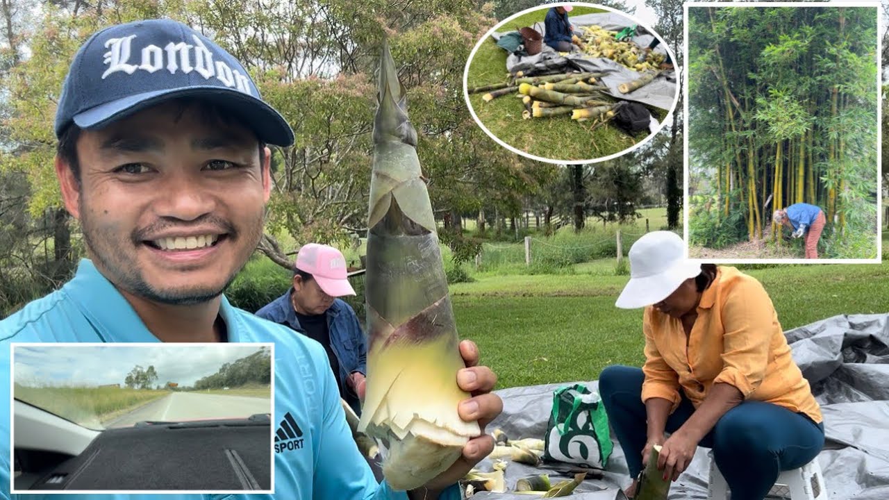 ลุยกอหน่อไม้ออสเตรเลีย🇦🇺 พาชมบรรยากาศ..ขับรถทับเส้นขาวจะมีเสียงเตือน..