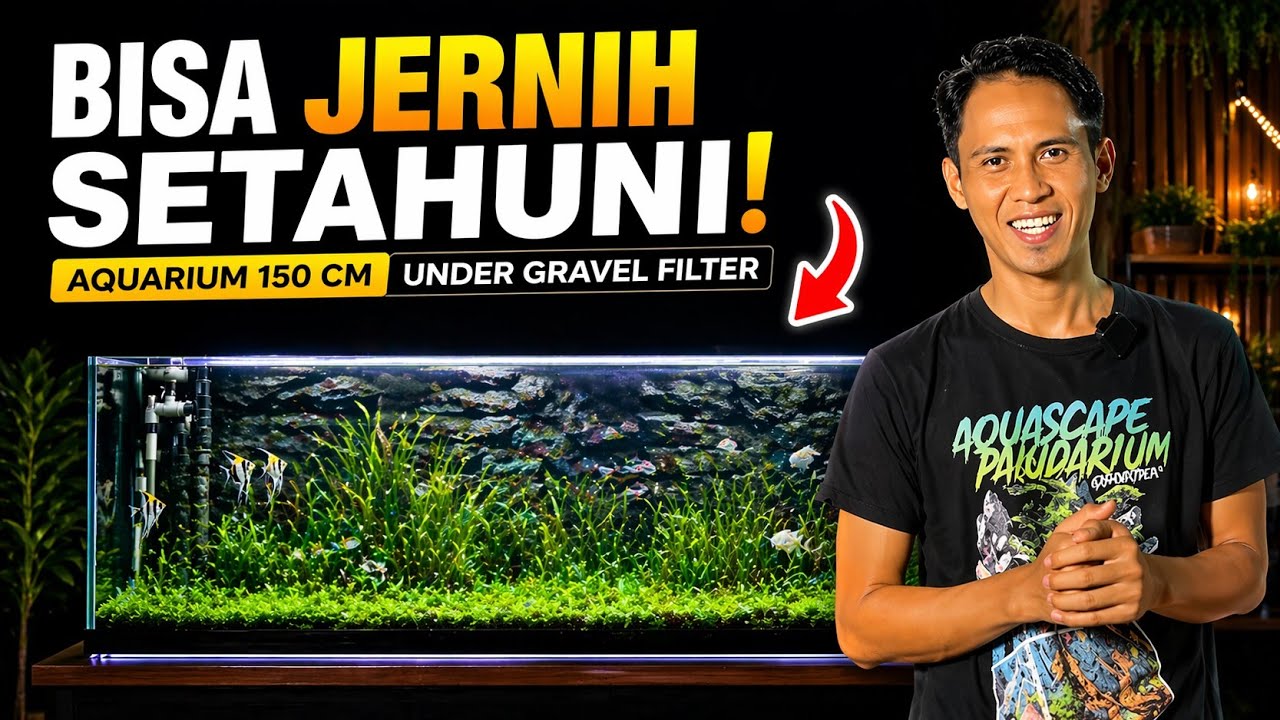 SETTING AQUARIUM 150CM TEMA NATURAL !! JERNIH DAN SIMPLE