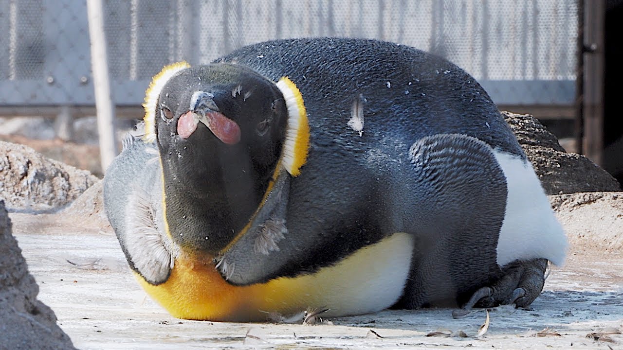 換羽中のオウサマペンギン 東山動植物園 2021.2.7 [4K]
