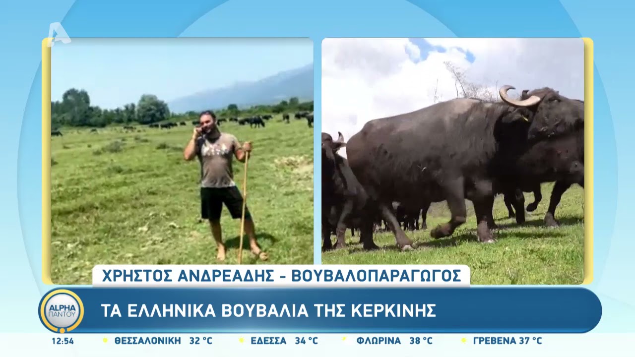 Τα βουβάλια της Κερκίνης στον ALPHA