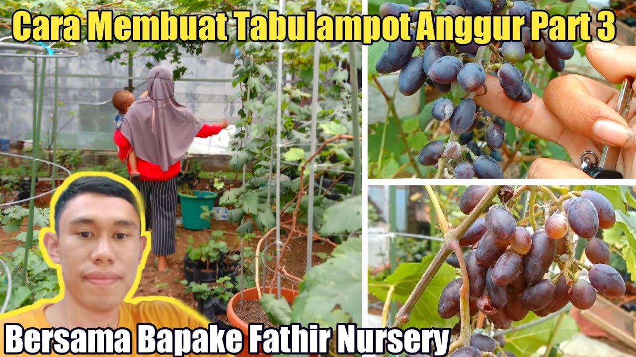 Cara Membuat Tabulampot Anggur Part 3 ❗❗🍇 Gampang Banget‼️