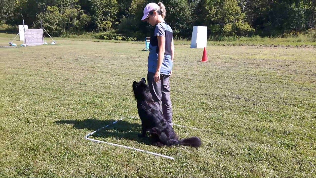 9 years old Groenendael in French Ring
