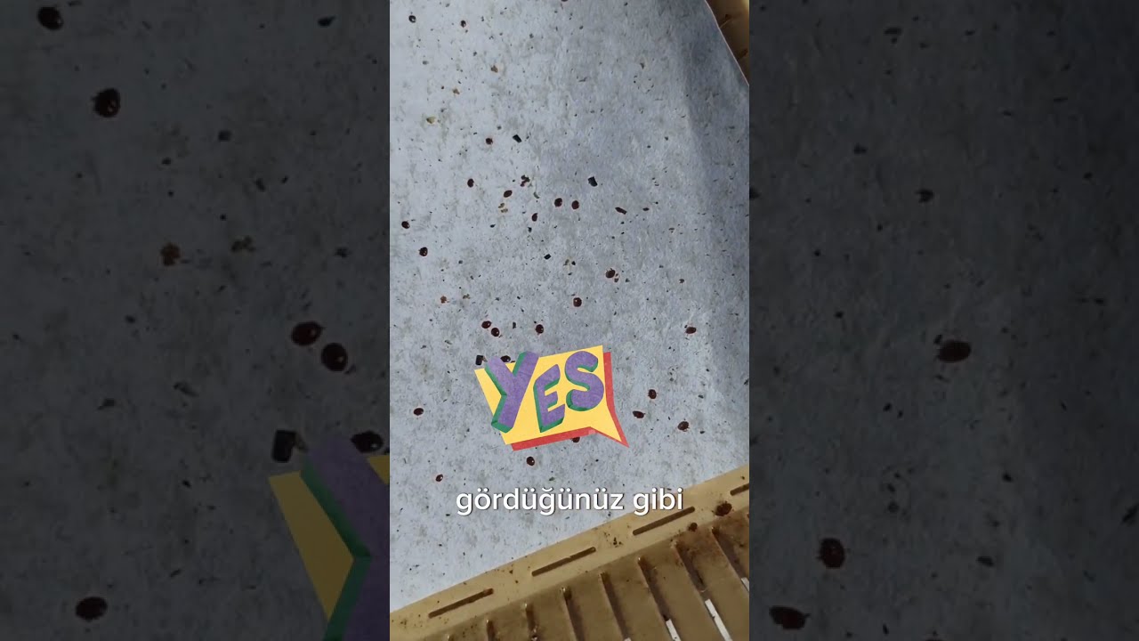 Arılarda Varroa hastalığına kesin çözüm..... Tütsü, Rulamit-VA kullanımı.. Tütsü nasıl kullanılır?