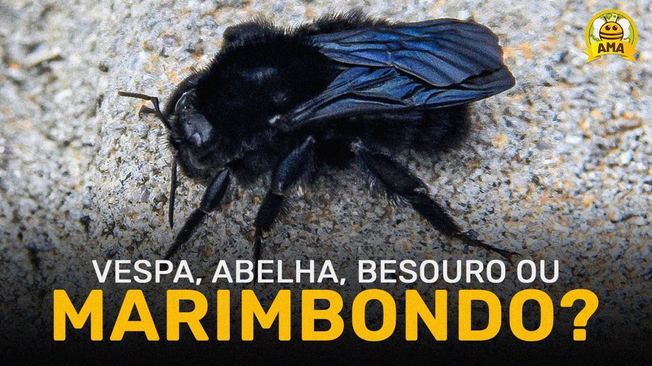 MAMANGAVA, você sabe o que é? Eu fiquei SURPRESO!