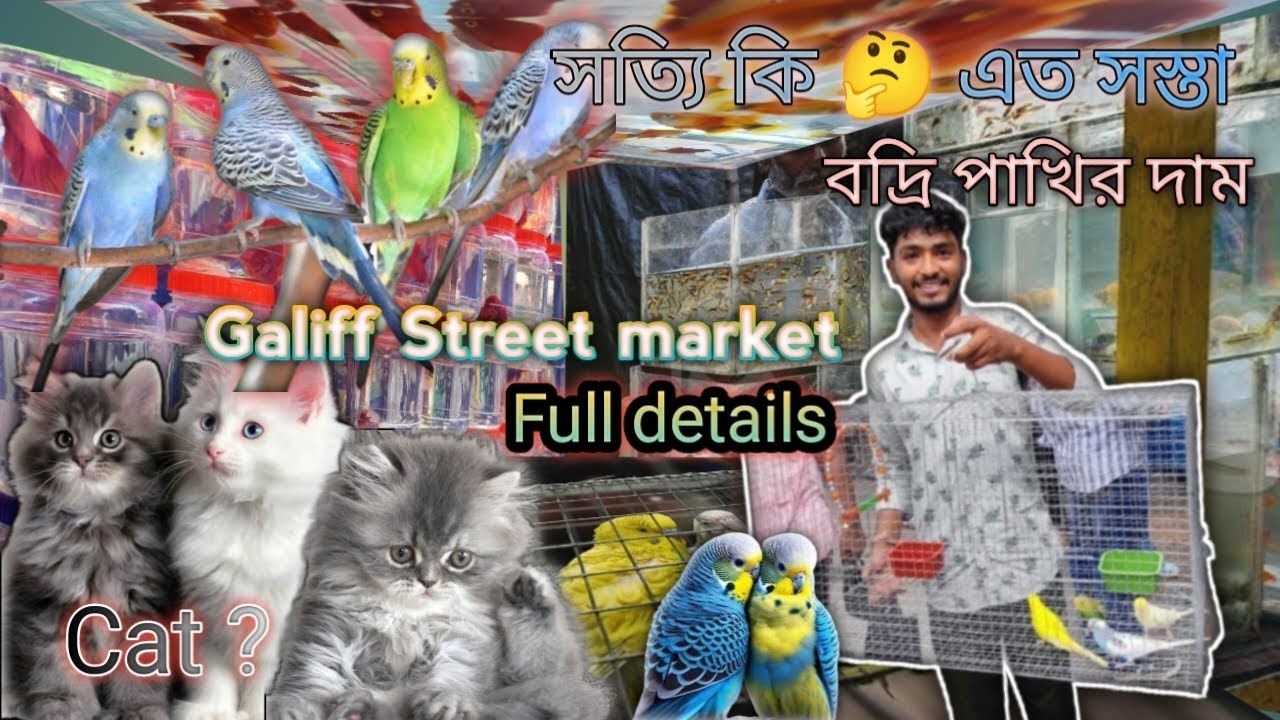 👀পশ্চিমবঙ্গের সবথেকে সস্তা পাখির মার্কেট😲 Kolkata Galiff Street market | budgies/cat price update 👀😱