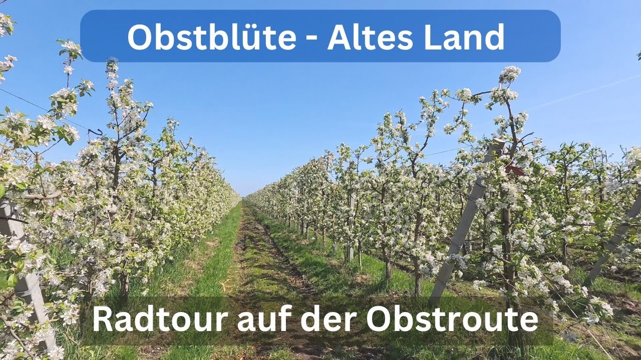 Ausflug mit dem Rad zur Obstblüte ins Alte Land zwischen Stade und Buxtehude