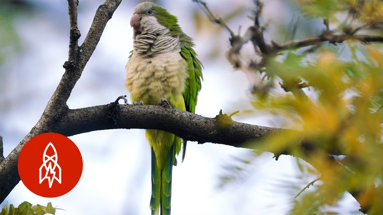 See Brooklyn&rsquo;s Wild Parrots