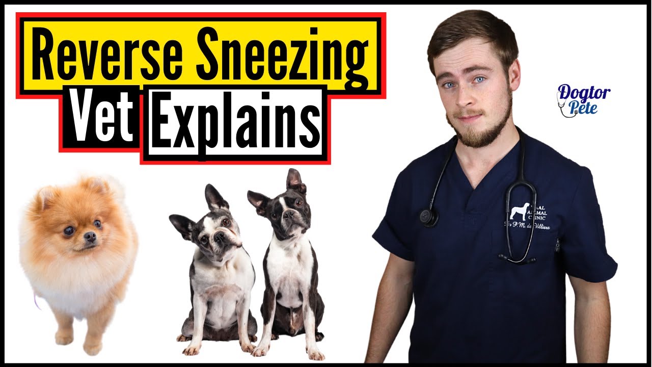 Why Is Your Dog Reverse Sneezing? And What Can You Do About It? | Vet Explains