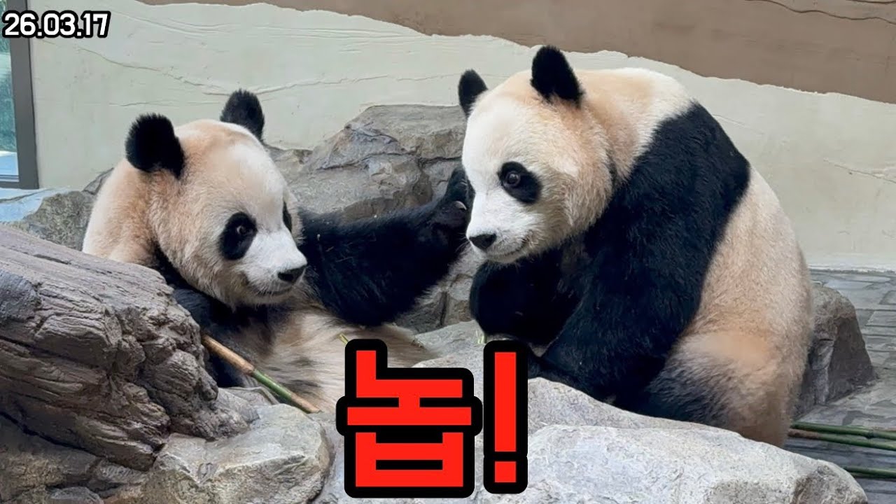 26.03.17 동탱아 사랑하지만 안된다 놉!!🫣