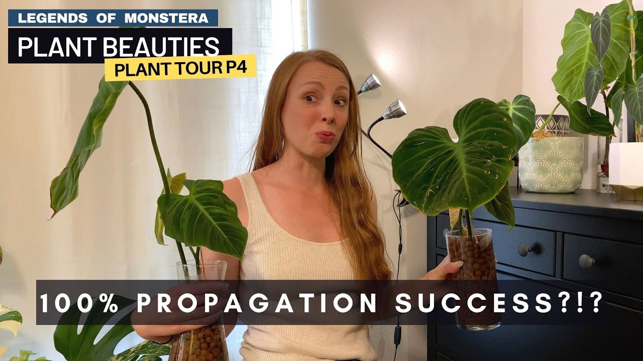 P4. Plant Tour & Propagating Philodendron El Choco Red | Plant Beauties Series