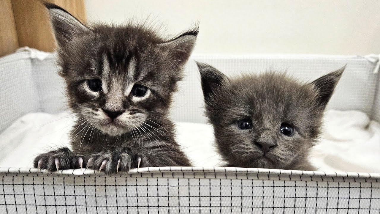 The Escaping Maine Coon Kittens!