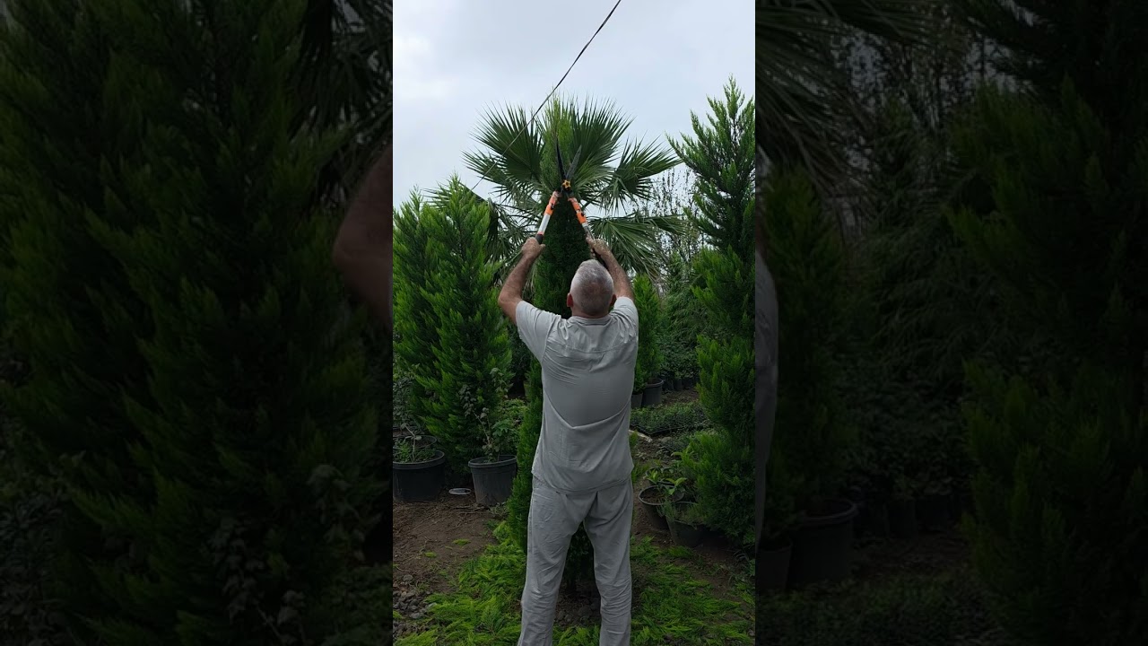 Yolkaların budanması