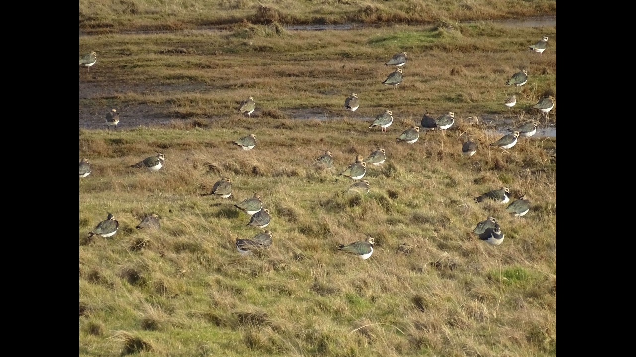 Lapwings - a Murmuration at Cley Marshes, Norfolk, on 31st January 2026