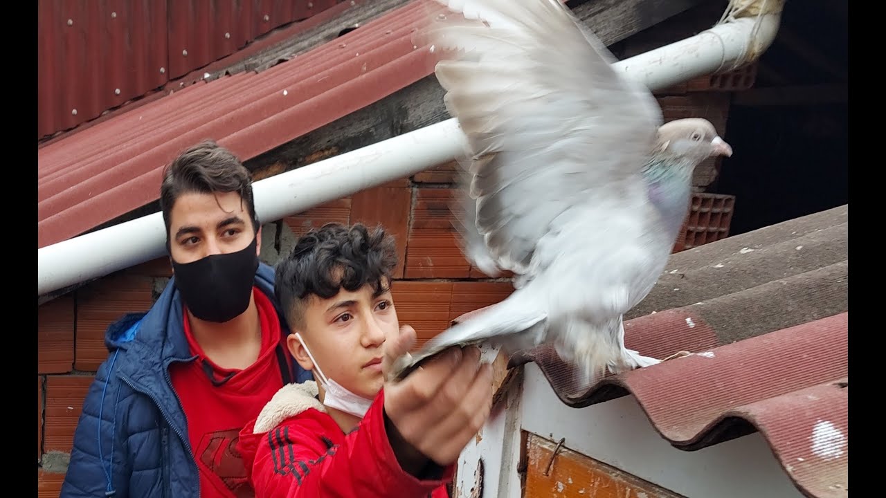 Asker Emaneti Güvercinler. Faruğun Oyun ve Kostüm Güvercinleri. Kaynarca Güvercin Kümesleri.
