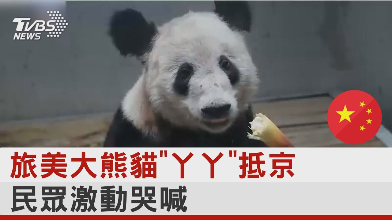 旅美大熊貓「丫丫」抵京 民眾激動哭喊｜TVBS新聞 @TVBSNEWS01