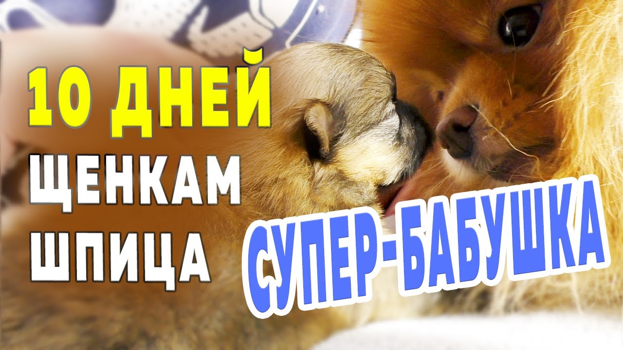 Щенкам шпица 10 дней. Шпиц Оливия – супер-бабушка! Улыбнуло. Растут померанские шпицы