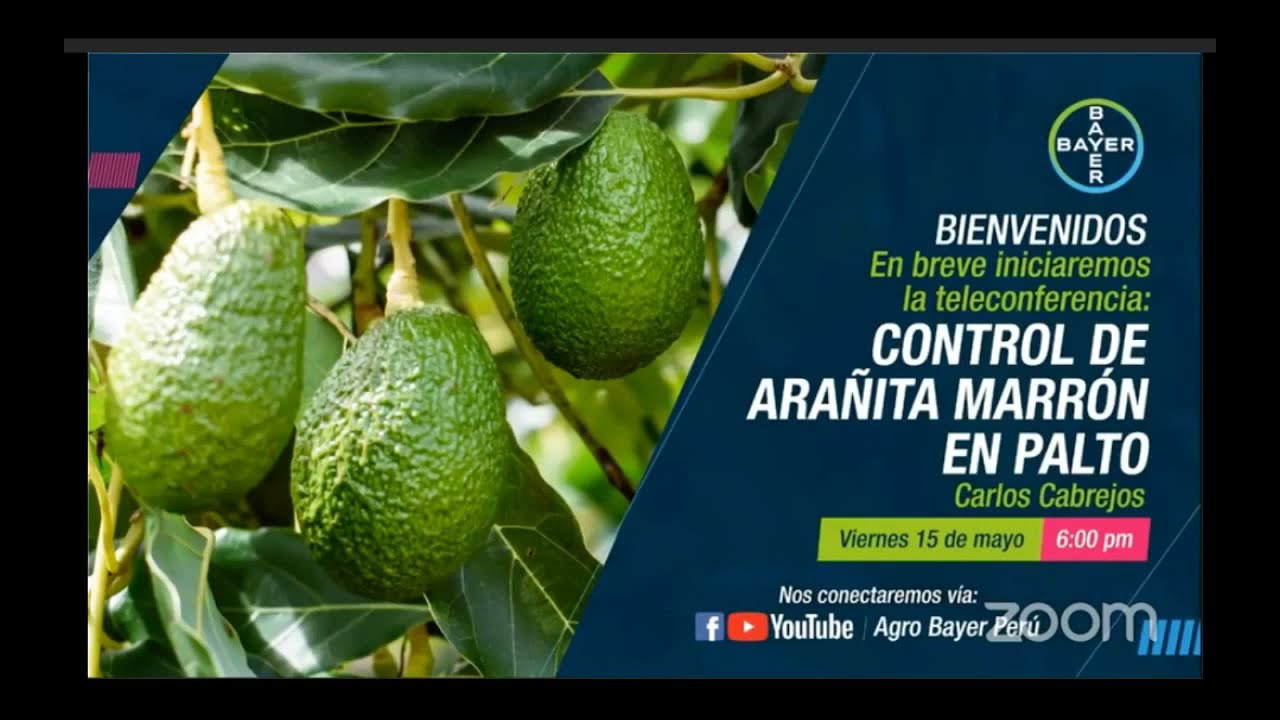 Control de arañita marrón en palto | Agro Bayer Perú