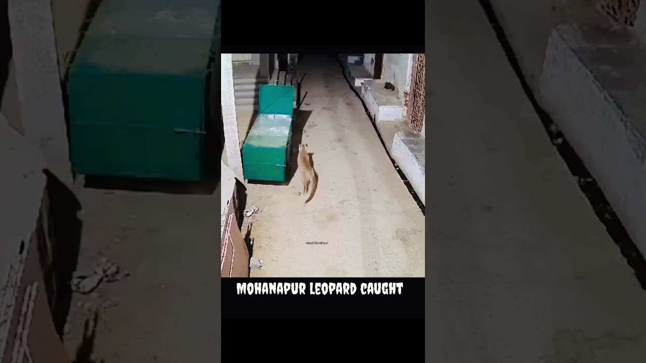 Mohanapur leopard caught #trending #viral #gorakhpur #foryoupage #explore #forest