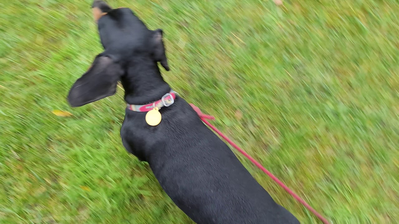 Aggressiv gravhund lære at acceptereandre hanhunde