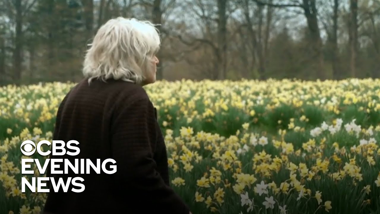 Husband's love for his wife lives on in field of 40,000 daffodils