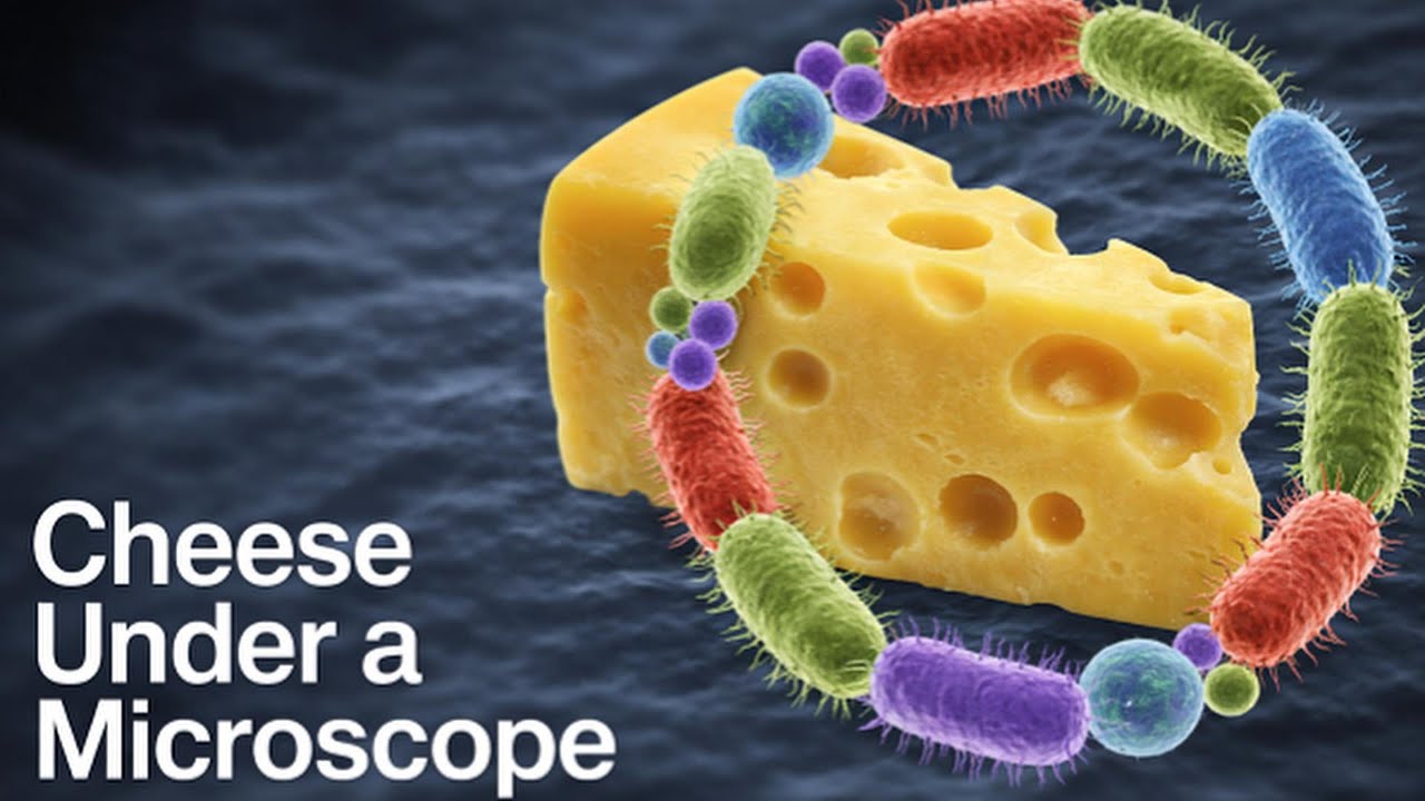 Cheese Under the Microscope (80×–2000×) | You Eat This Every Day, But Have You Seen It Like This?