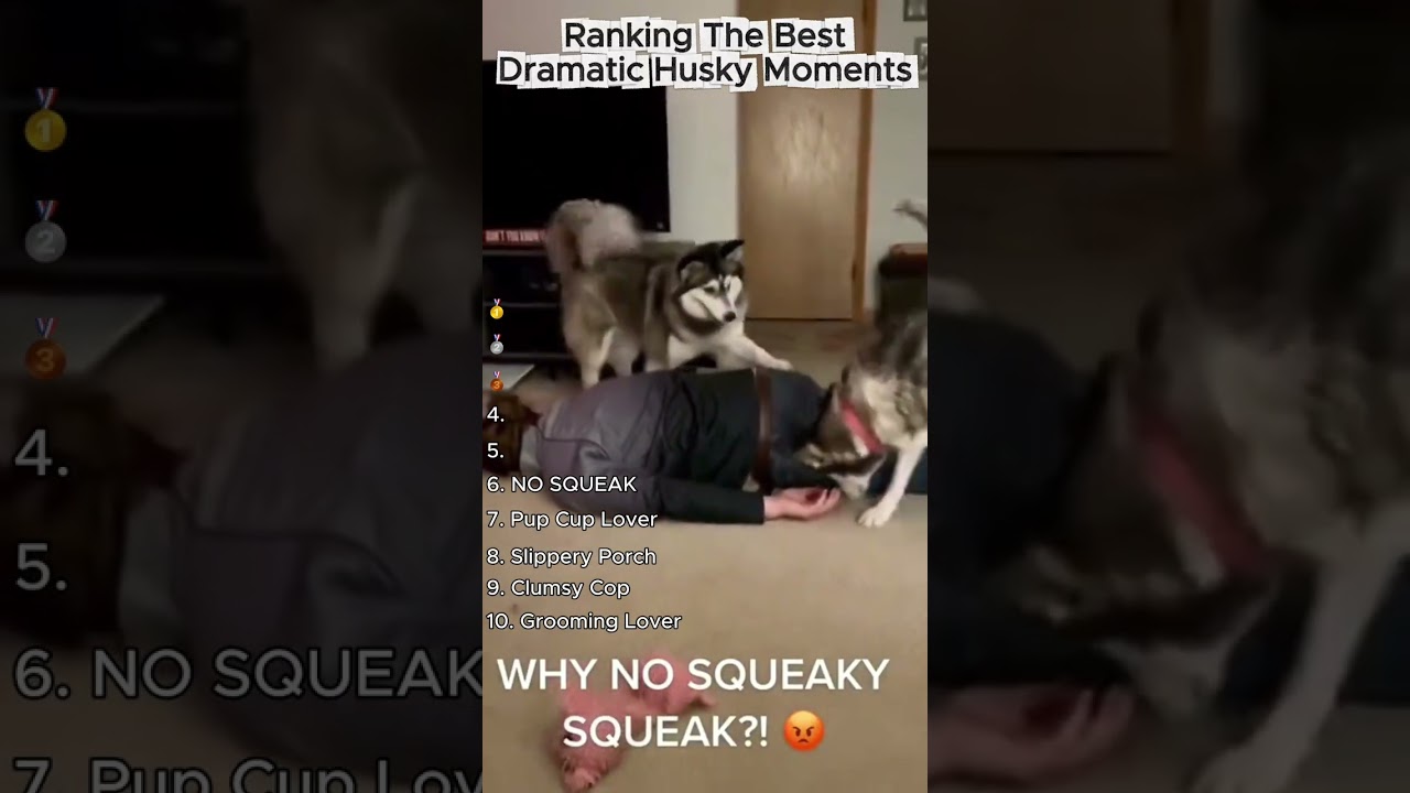 Ranking The Best Dramatic Husky Moments!! 🤣