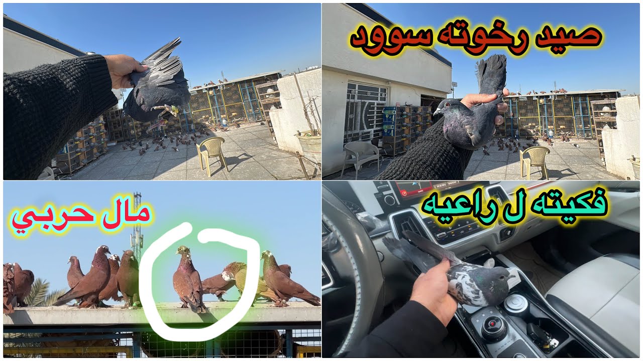 صيد اليوم 2 فووول ❤️❤️خبطت كومه مال رخوته سود❤️❤️مال حربي حط وشلع😳😳😳