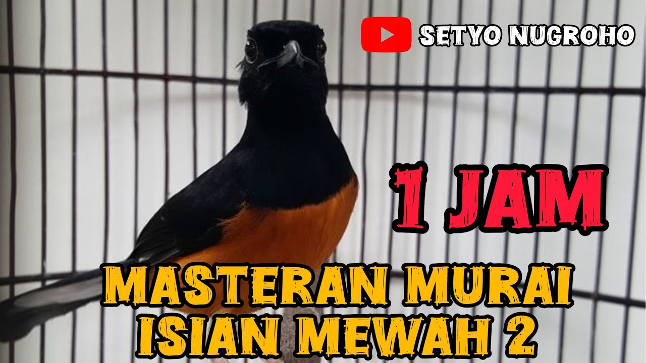 Masteran murai batu full isian tembakan mewah 2 #masteranmurai #masteran #muraibatuisianmewah 