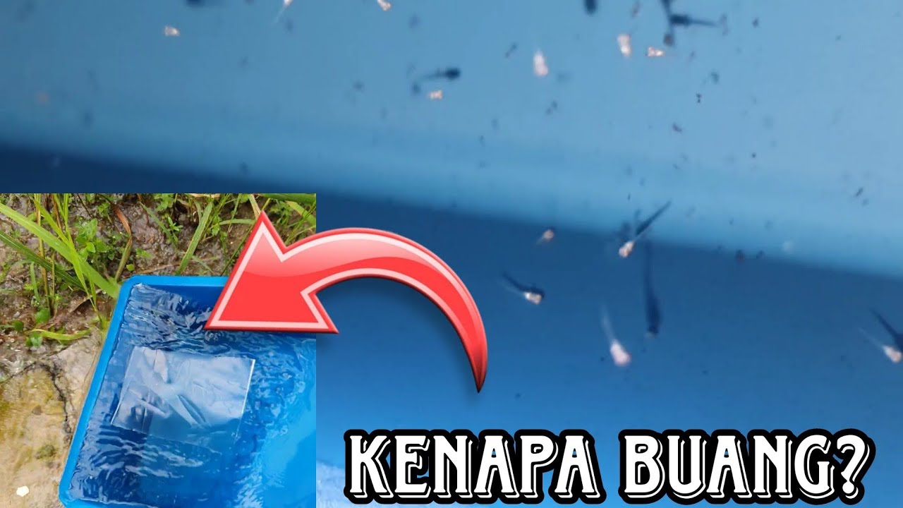 AZAM BETTA 2024. GERAM SAMPAI PECAH BEKAS BREEDING!