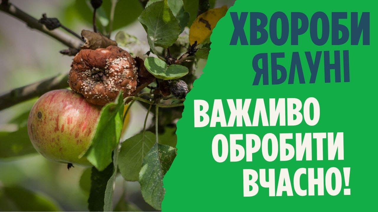 Весняна обробка яблуні від хвороб